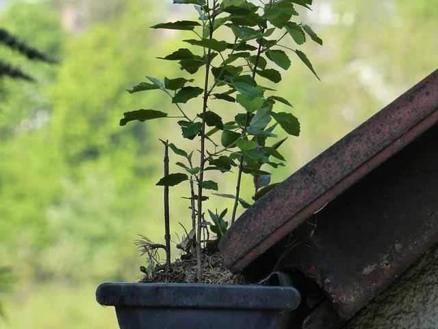 A plant growing in a gutter: it has been holding debris and water for a while