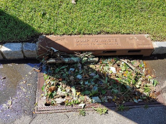 A curb storm drain covered with leaves and sticks