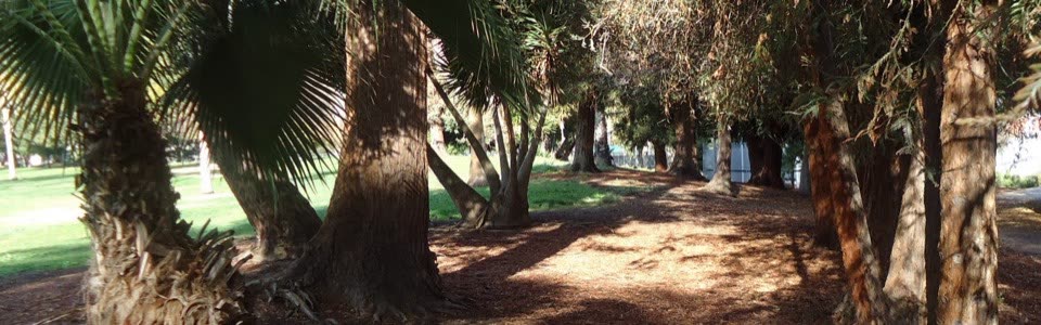 A public park in Cupertino with mature trees and a walkway